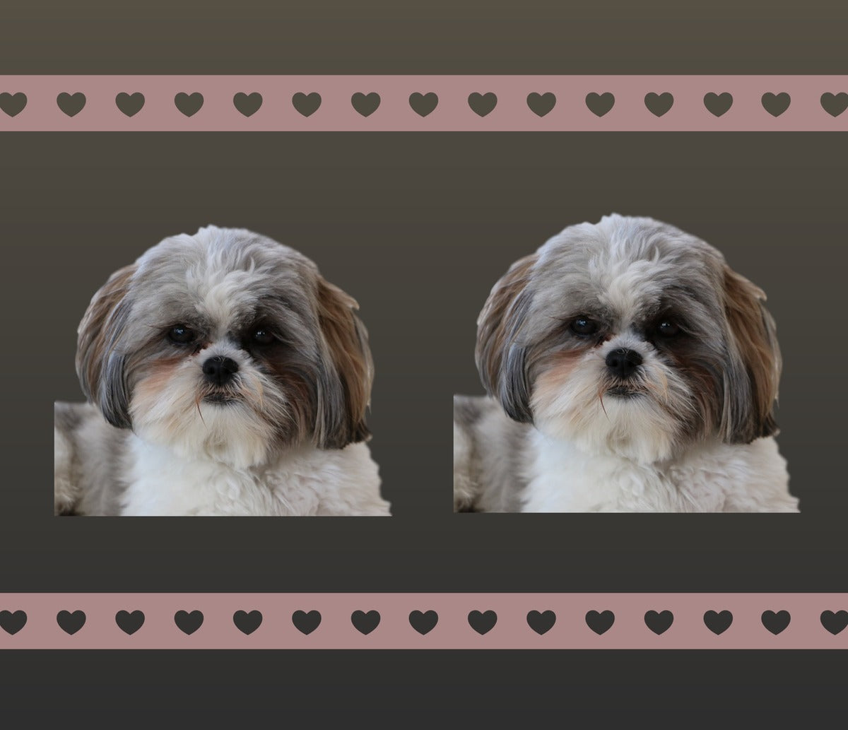 Shih Tzu Love