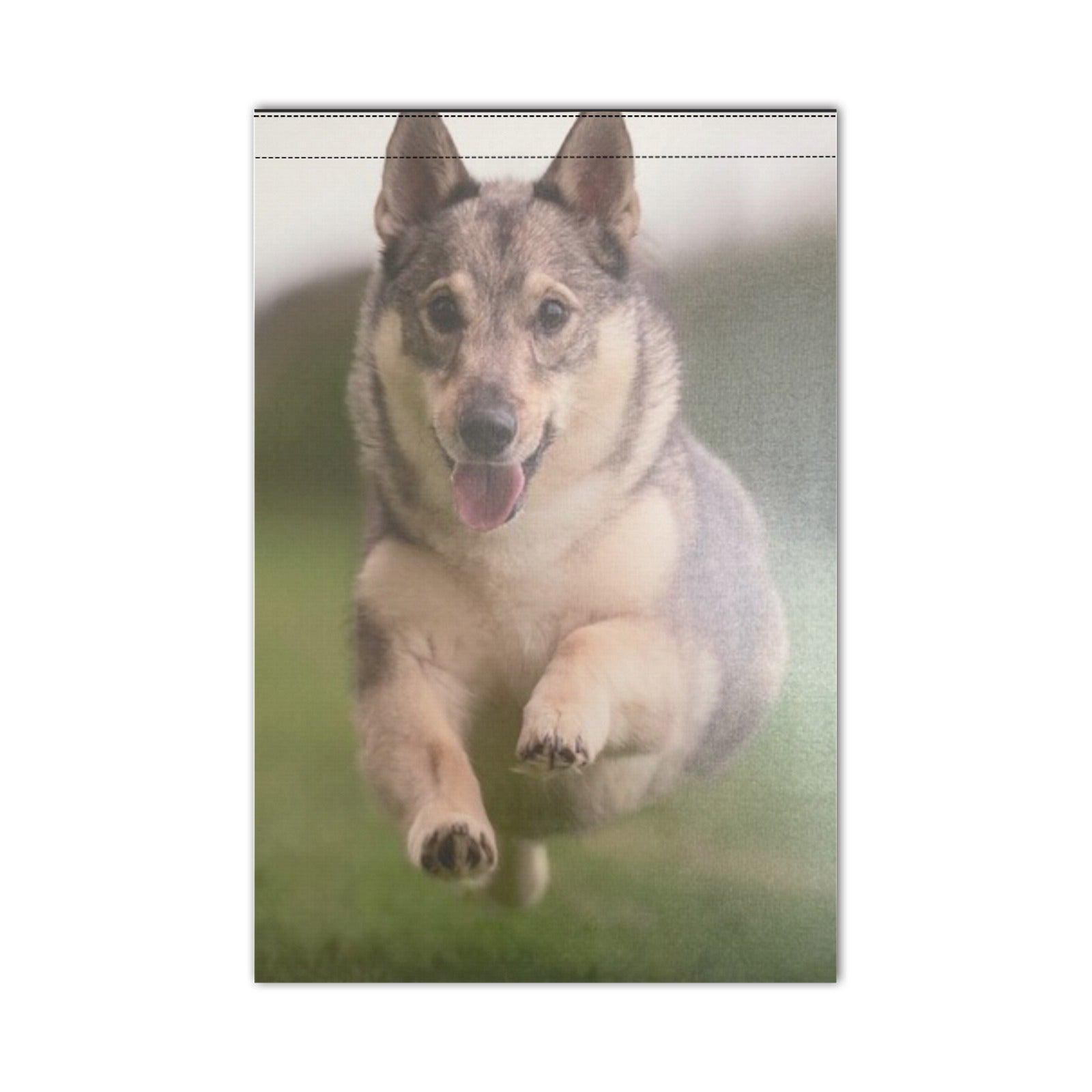 Swedish Vallhund Garden Flag