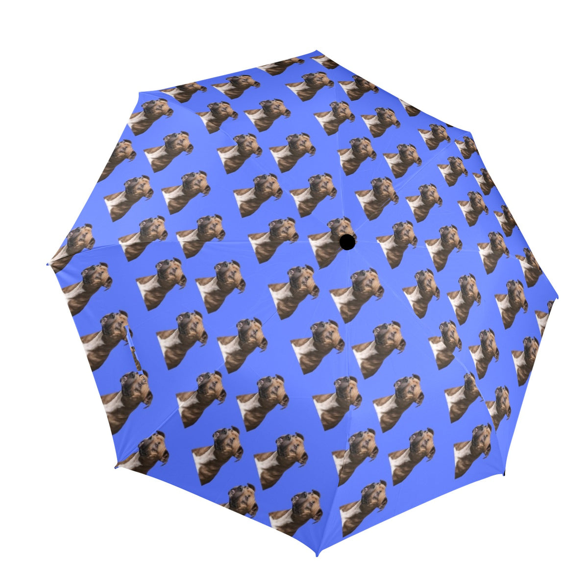 English Staffordshire Umbrella