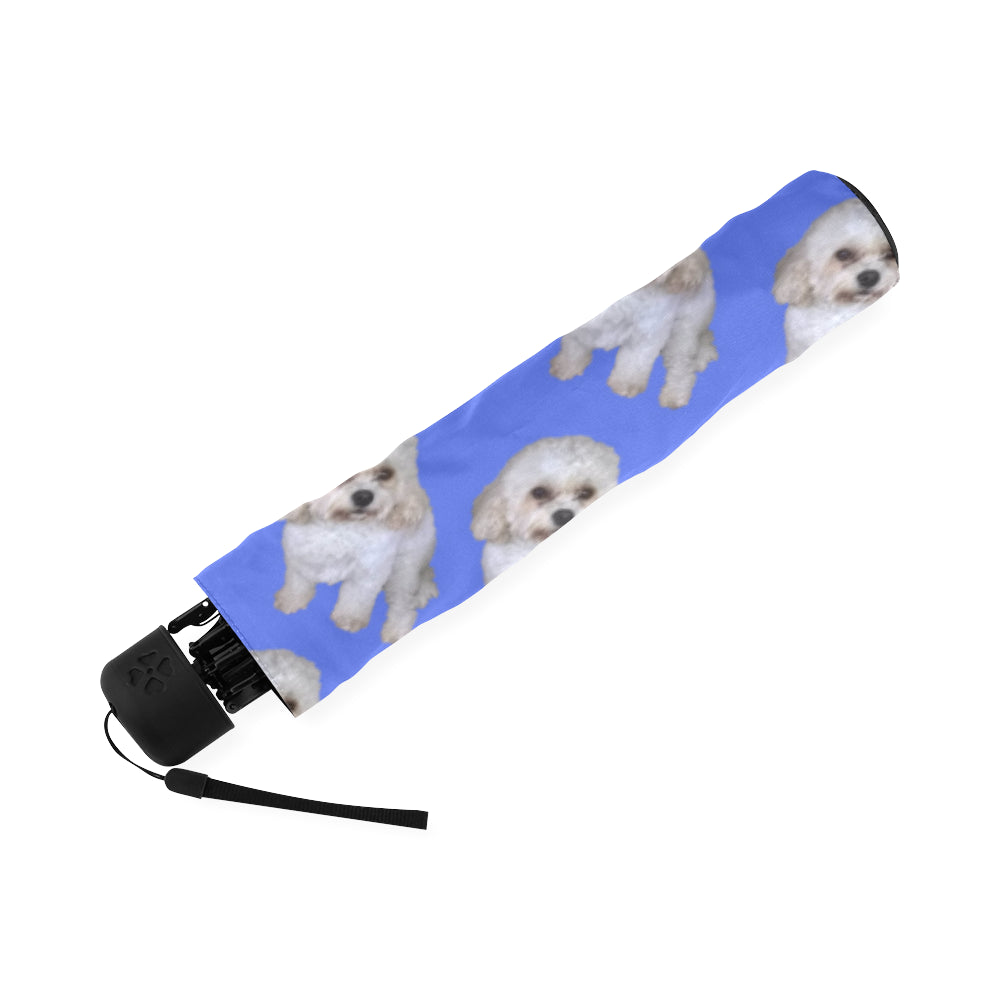 Cavachon Umbrella