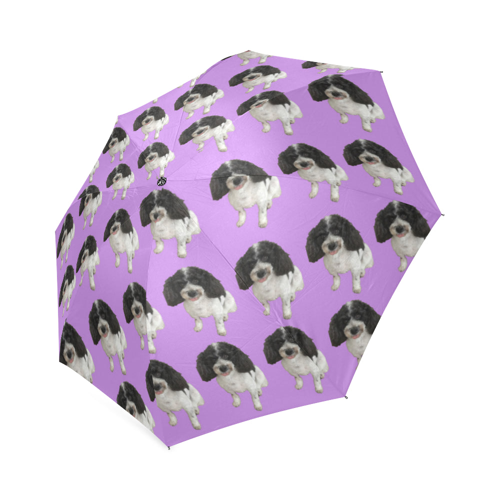 Cavapoo Umbrella 2