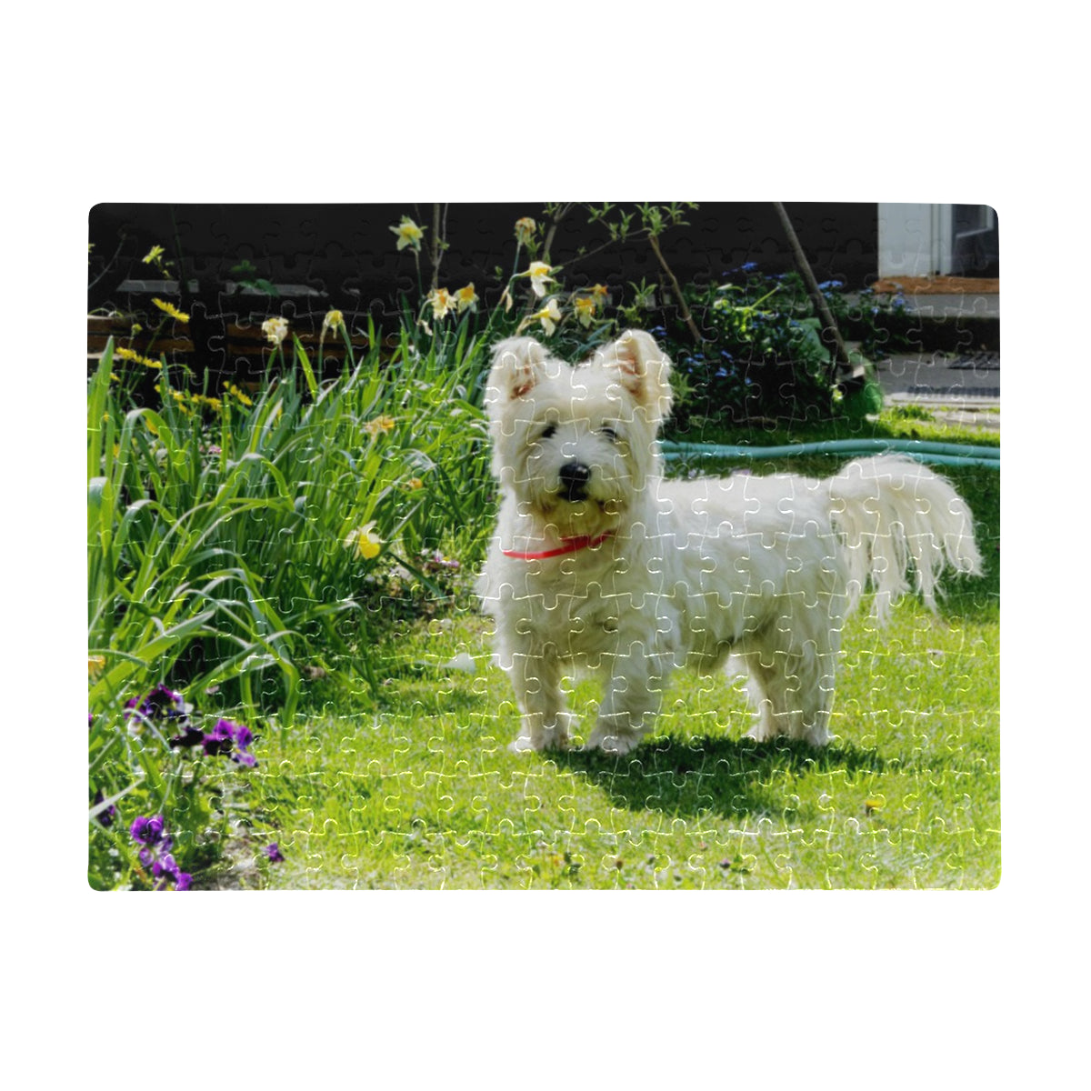 West Highland Terrier Jigsaw Puzzle