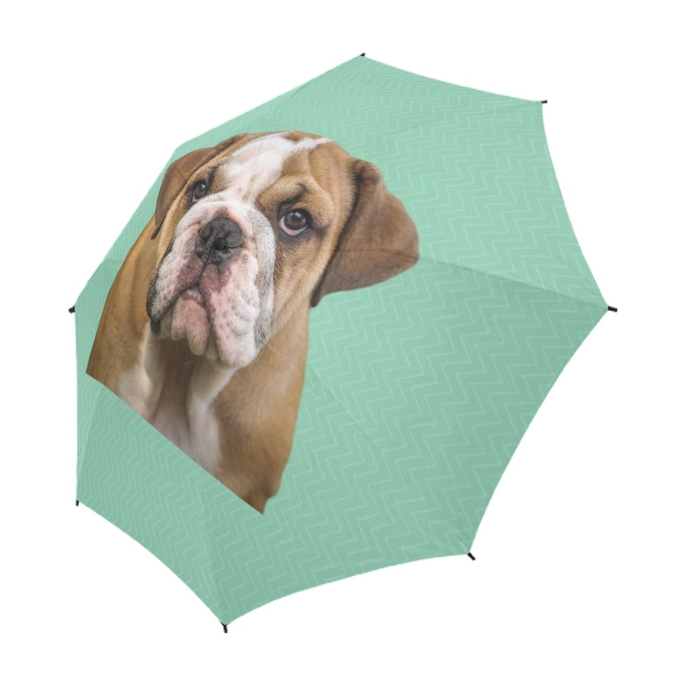 Bulldog Umbrella - English