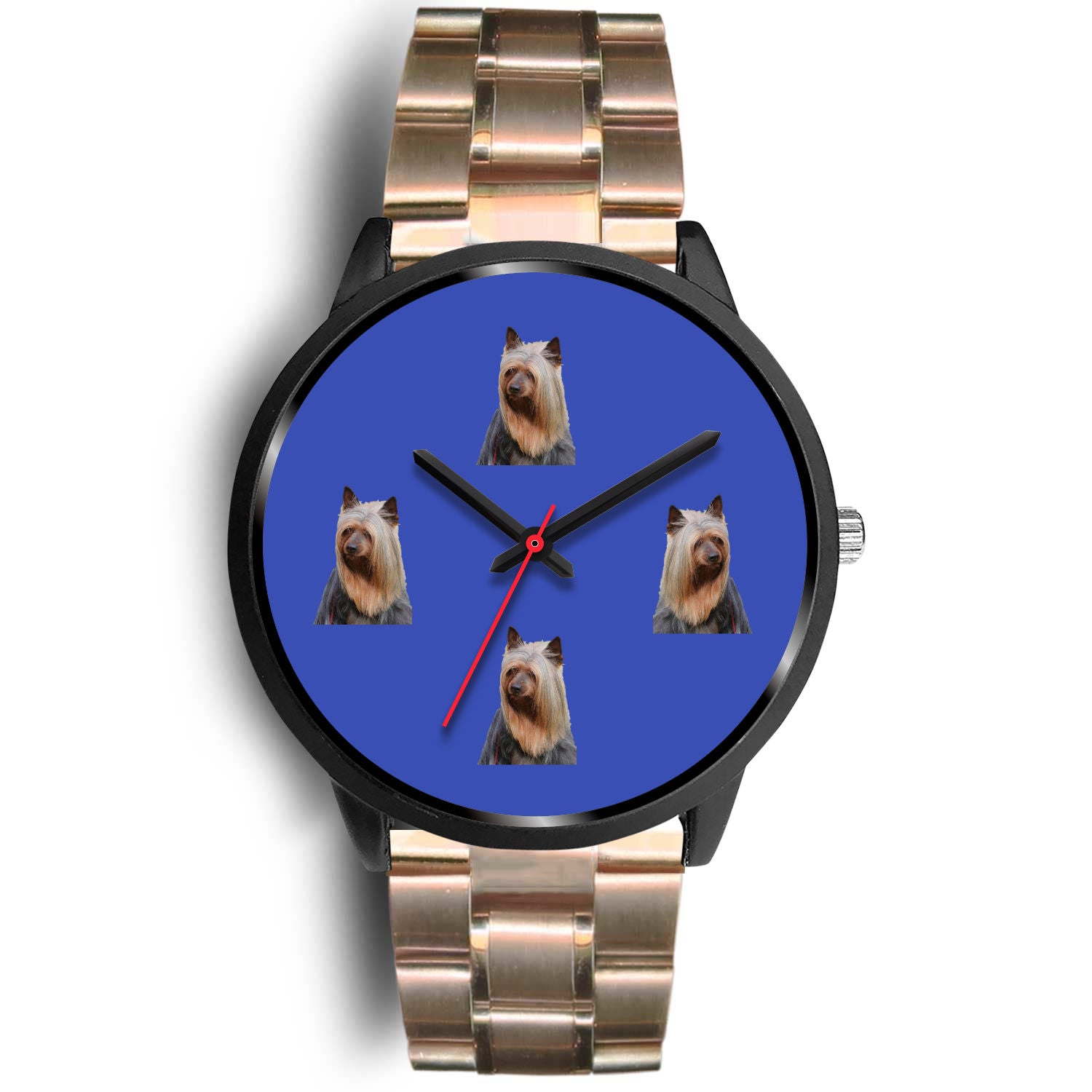 Australian Silky Terrier Watch