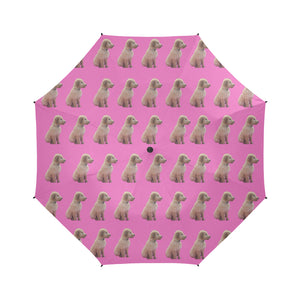 Scott's Umbrella