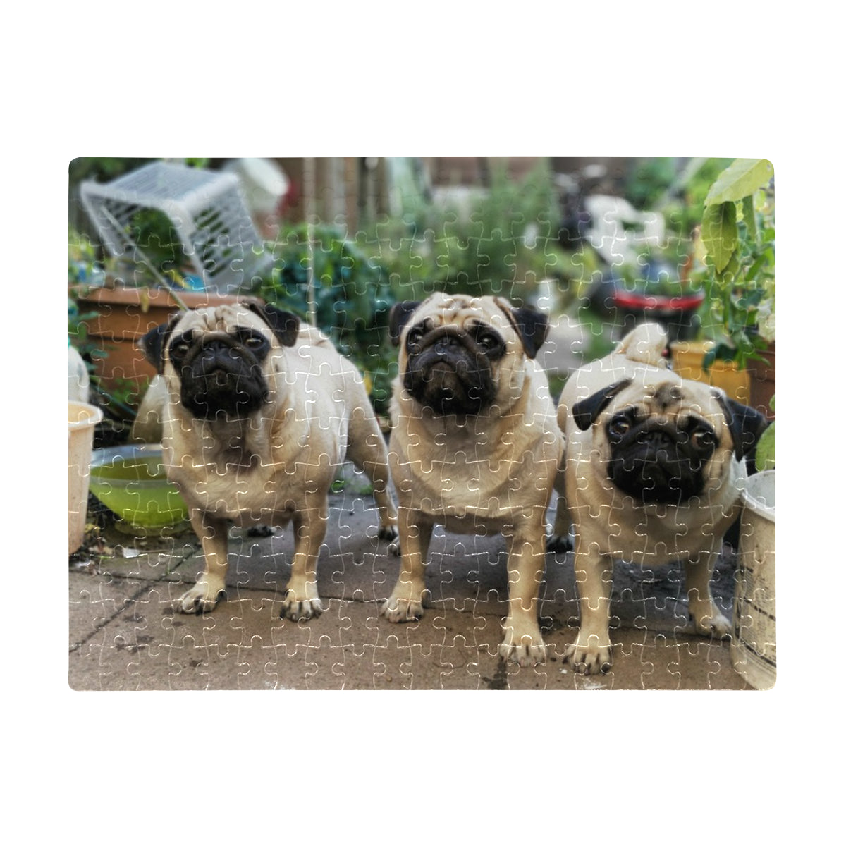 Pug Puzzle - 252 pcs