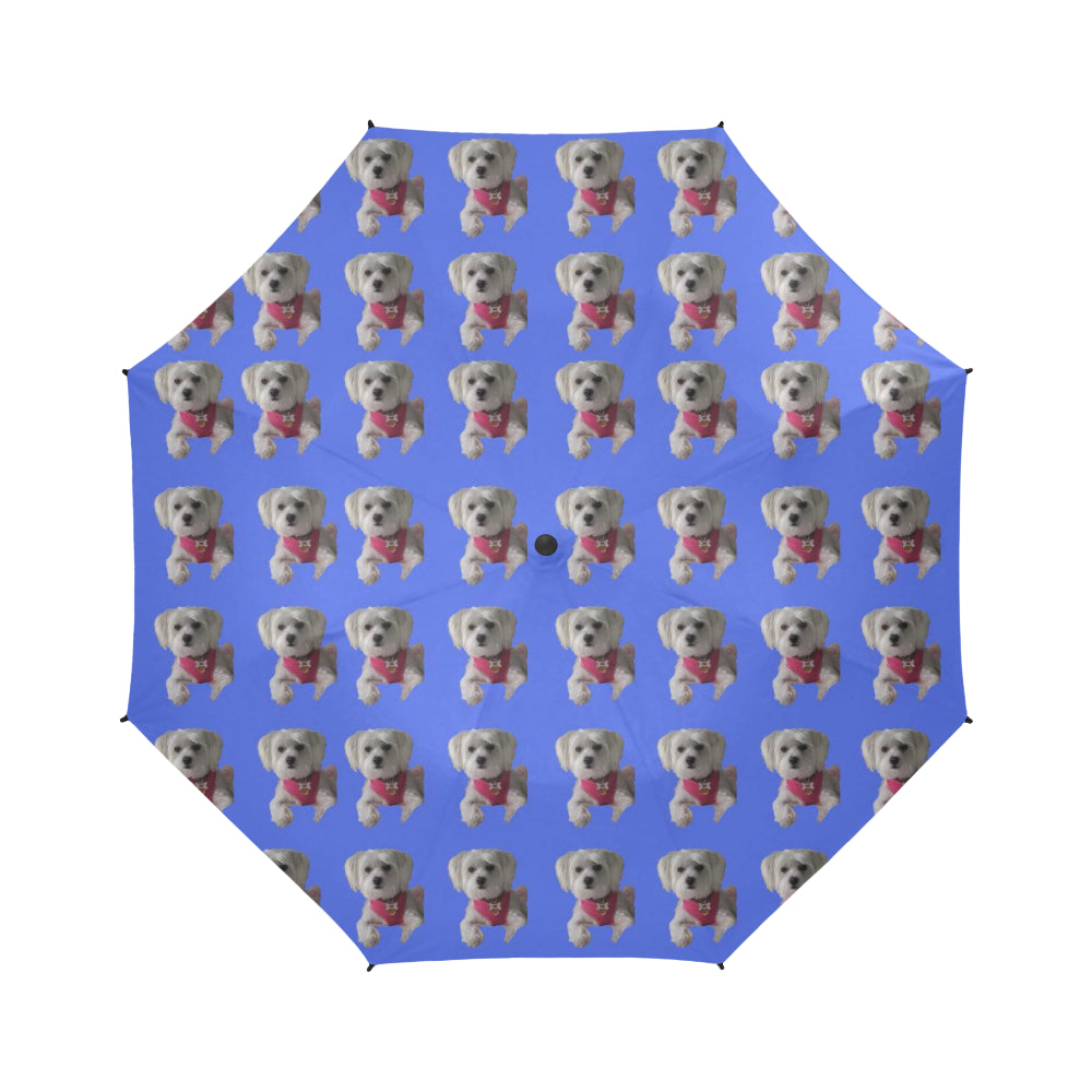 Shorkie Umbrella - Daisy