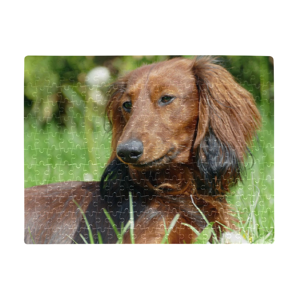 Dachshund Jigsaw Puzzle - Long Hair 252 pcs