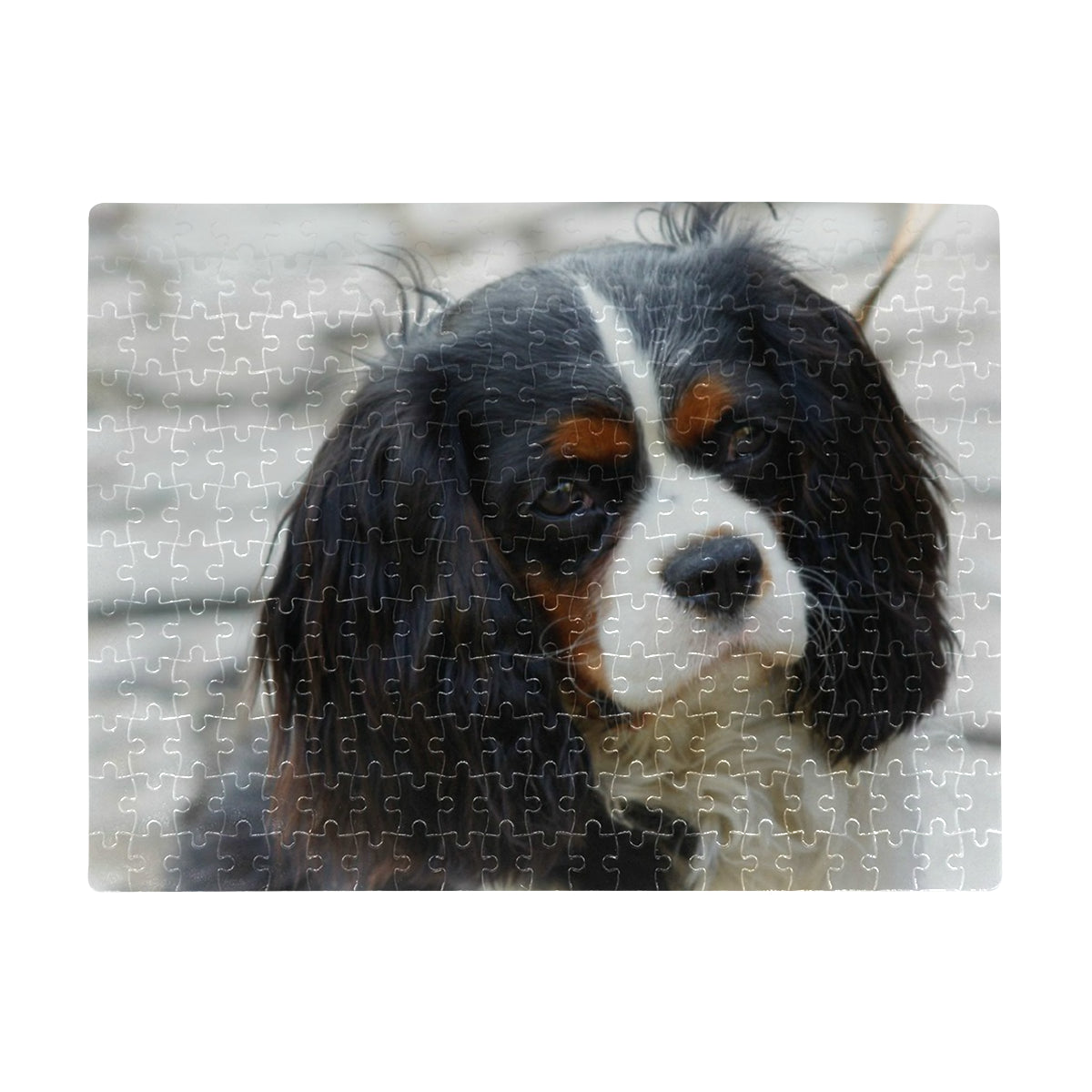 Cavalier King Charles Spaniel Jigsaw Puzzle - Tri 252 pcs