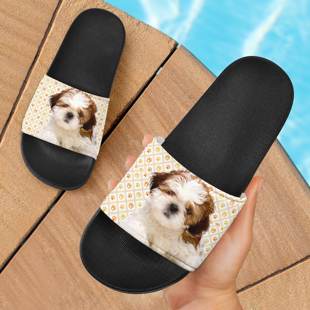 Shih Tzu Slides 1