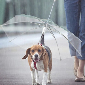 Pet Dog Umbrella